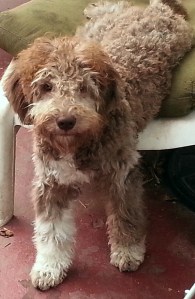 Julien, un cucciolo di Olympia.  Courtesy of Jamie