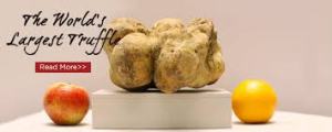 largest truffle