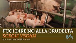 You can say no to cruelty: Choose Vegan