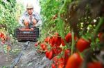 cultivating tomatoes