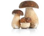porcini